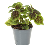Pilea involucrata Moon Valley 8.5/15 Plants Almost Paradise Berlin
